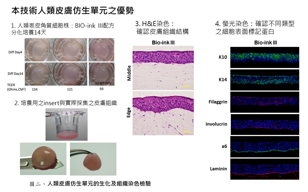 【衛福部技術團隊研發成果4】一種人類皮膚仿生單元的成分與製造方法